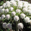Angelica Root