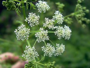 Aniseed Flower