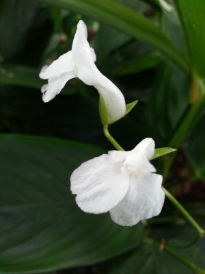 Arrow Root Flower