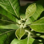 Ashwagandha Leaf