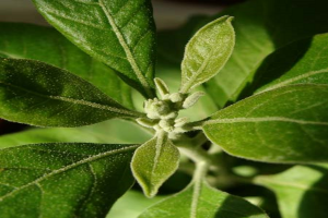 Ashwagandha Leaf