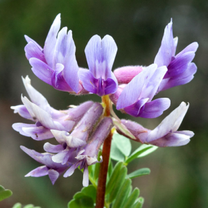 Astragalus Root