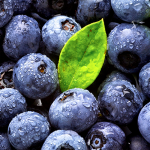 Bilberry - European Blueberry