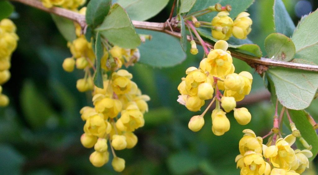 Barberry Bark Herbology Herbs
