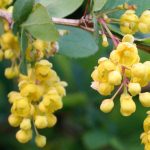 Barberry Flowers