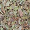 Bilberry Leaves