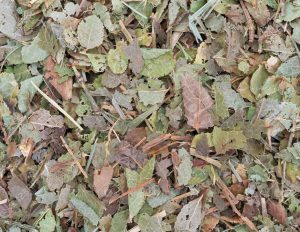 Bilberry Leaves