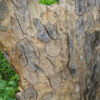 Frankinsense Bark - Boswellia