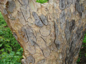 Frankinsense Bark - Boswellia