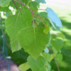 Birch Leaves