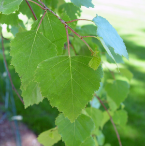 Birch Leaves