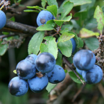 Blackthorn Berry | HERBOLOGY
