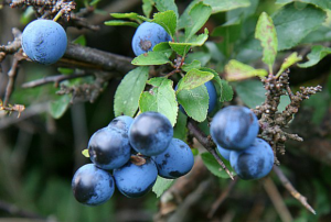 Blackthorn Berry | HERBOLOGY