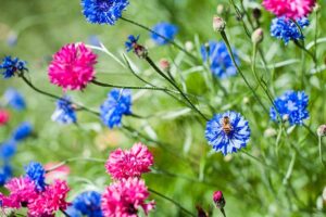 Cornflowers Pink & Blue