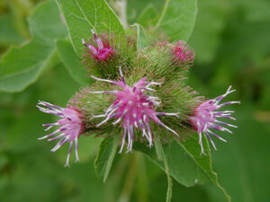 Burdock Root Flower