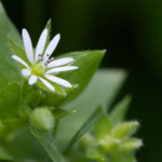 Flower of Chickweed