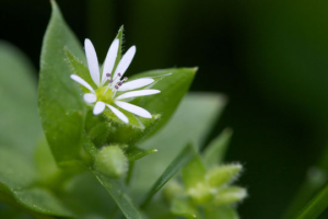 Flower of Chickweed