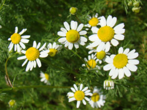 Flower Of Chamomile