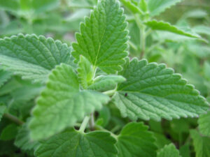 Catnip Nepeta