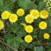 Coltsfoot Flower