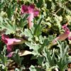 Devils Claw Flowers