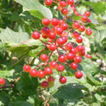 Crampbark Berries