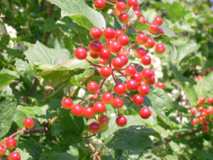 Crampbark Berries