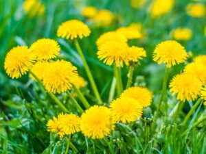 Dandelion Herb