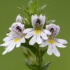 Eyebright Flowers