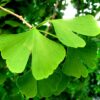 Gingko Biloba