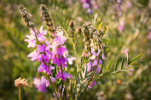 Flowering Goats rue