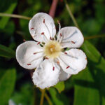 Flower of Hawthorn