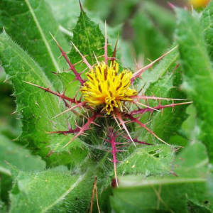 Holy Thistle flower