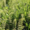 Horsetail Flower