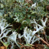 Iceland Moss