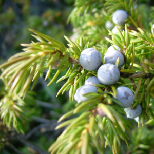 Juniper berries