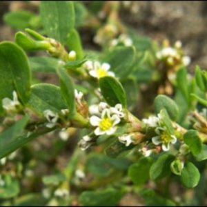 Knotgrass flower