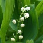 Lily of the valley flower