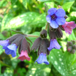 Lungwort flower