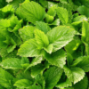 Lemon Balm Herb