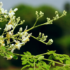 Moringa tree