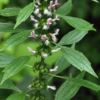 Motherwort plant