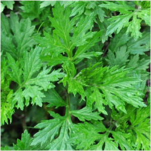 Mugwort plant