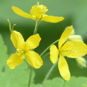 Greater celandine flower