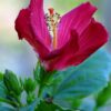 Red Hibiscus