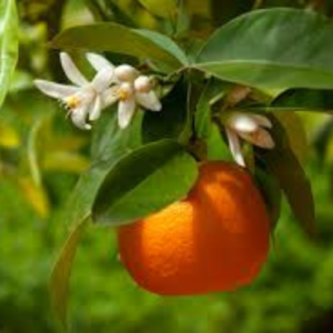 Orange Tree