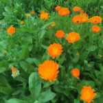 Marigold | Calendula flowers