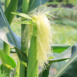 Indian Corn Silk