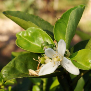 Flowering Lime Blossom