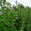 Marshmallow plant